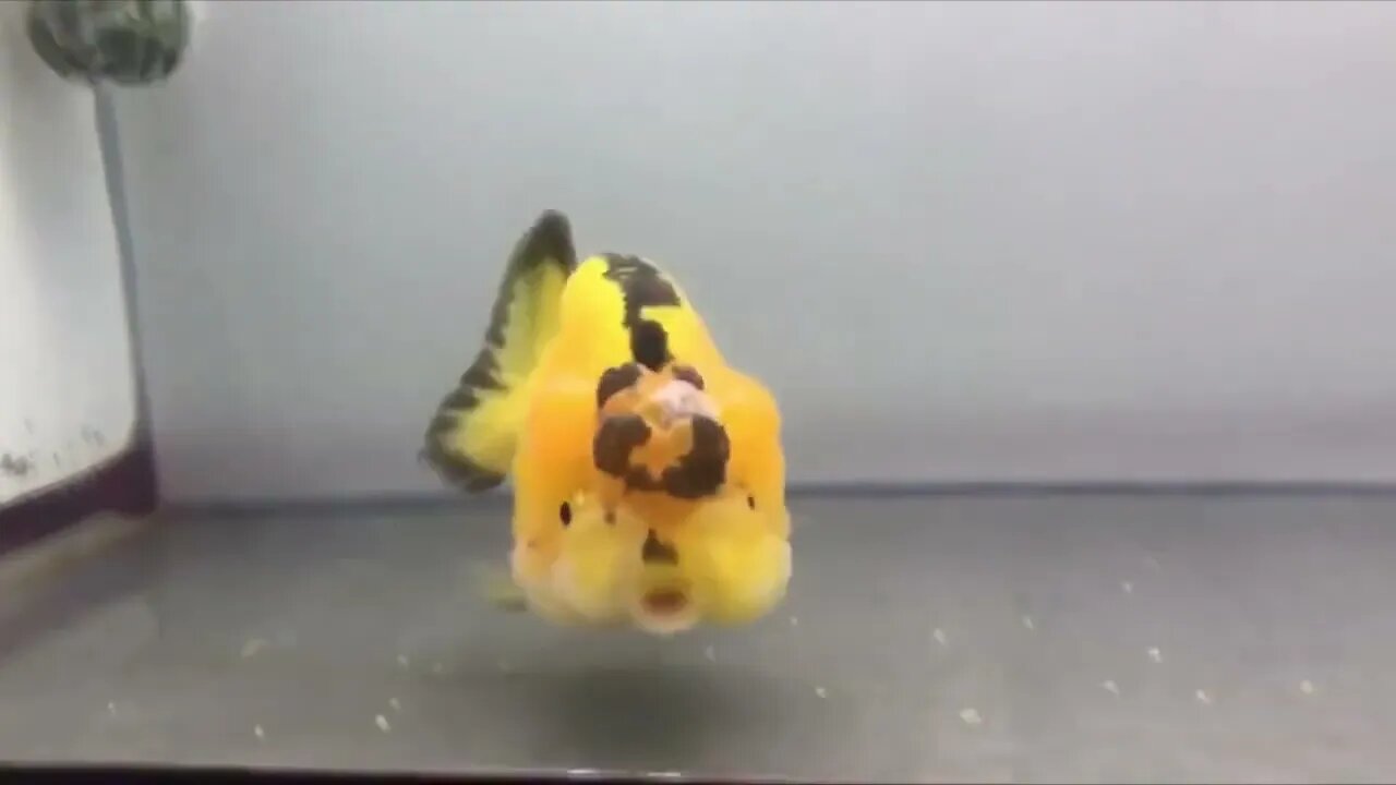 Cute Goldfish Ranchu-1