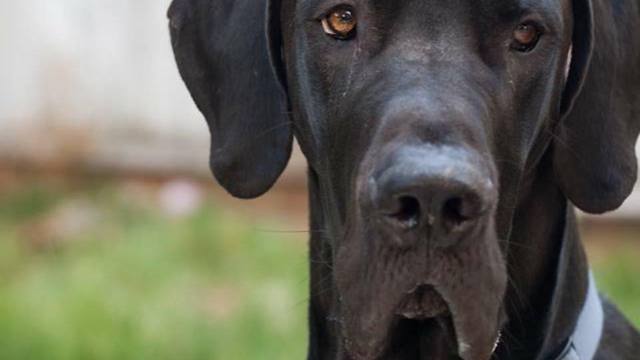 Great Dane thinks he's little, tries to sit in tiny box