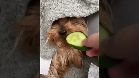 My Dog Angry for giving Cucumber #doglovers #angryanimals