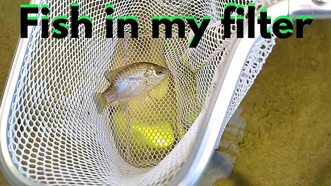 Bluegill in my aquaponic filter