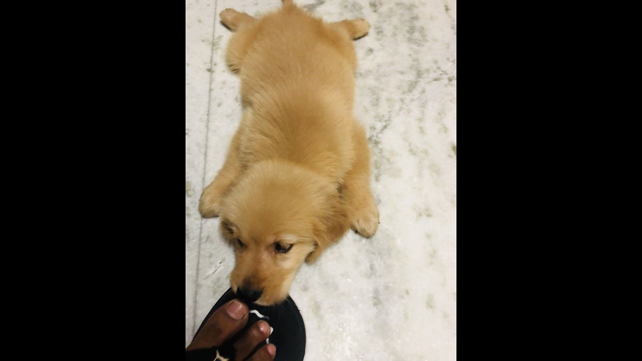 Dog Crushes Plastic Bottle After use