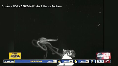 Giant squid spotted in U.S. waters for first time by USF professor