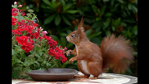 Best and funniest squirrel & chipmunk videos - Funny and cute animal compilation