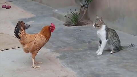 Funny Crazy Cats Videos Crazy Funny Animals Video Funny Chicken Video