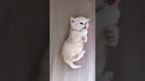 Cute and Funny Cat Video Compilation | #cats #shorts #cat