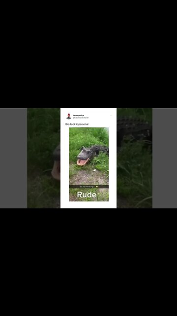 ALLIGATOR DIDN'T LIKE MY JOKE 🥲