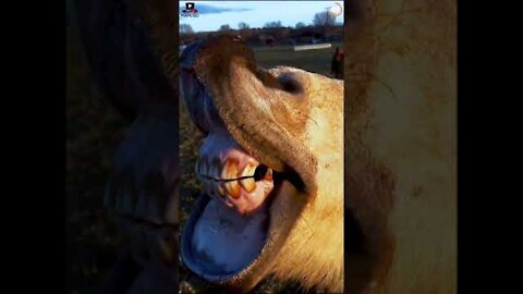 Funny Horse Videos- Try not to laugh (2021