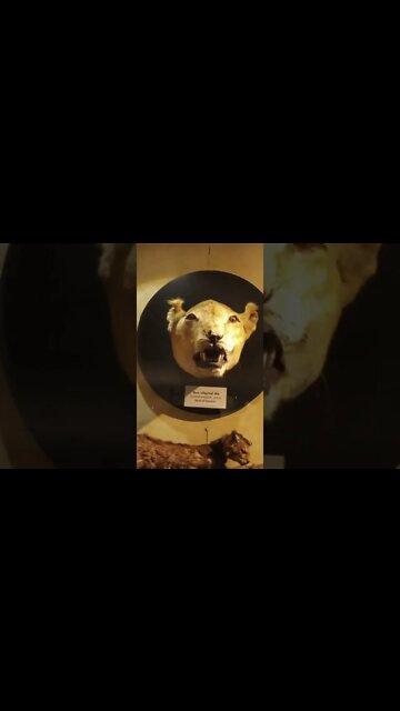 Animal Museum Mammals.