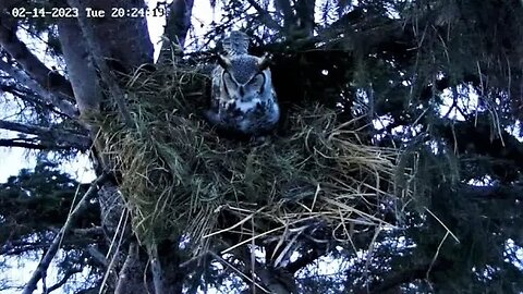 Albert in Nest, Ellie Off Cam 🦉 02/14/23 20:18