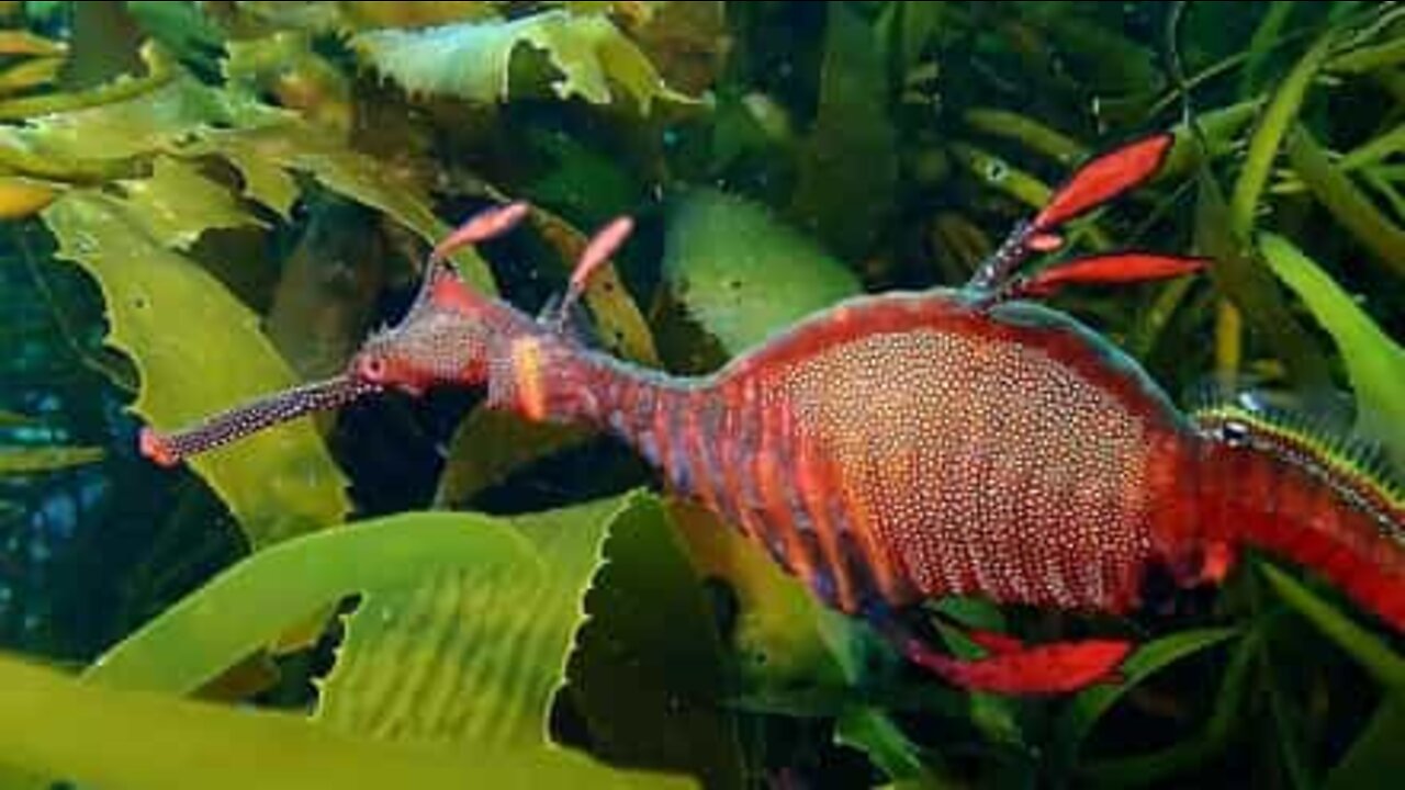 Rare seadragon spotted in Tasmania