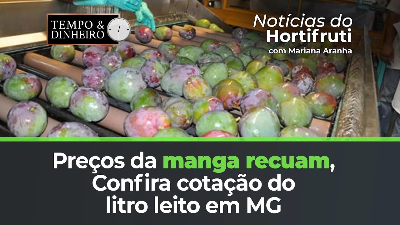 Preços da manga recuam. Confira cotação do litro leito em MG