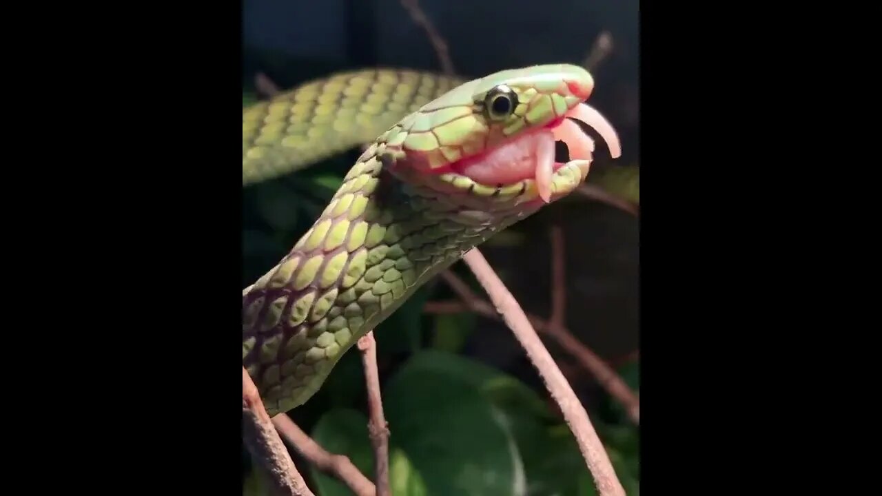 😳😱Top Dangerous snake ❤️ |🐍🐍 Snake nature WhatsApp Status | amazing nature video #shorts(2)