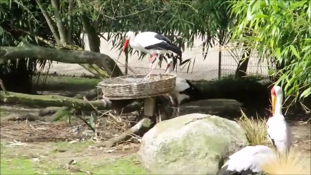 Beautiful Golden Pheasants and Wading Birds-2