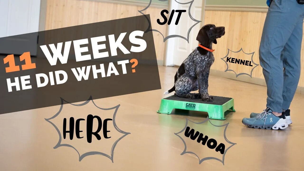 4 Things To Teach Your New Puppy Right Now!