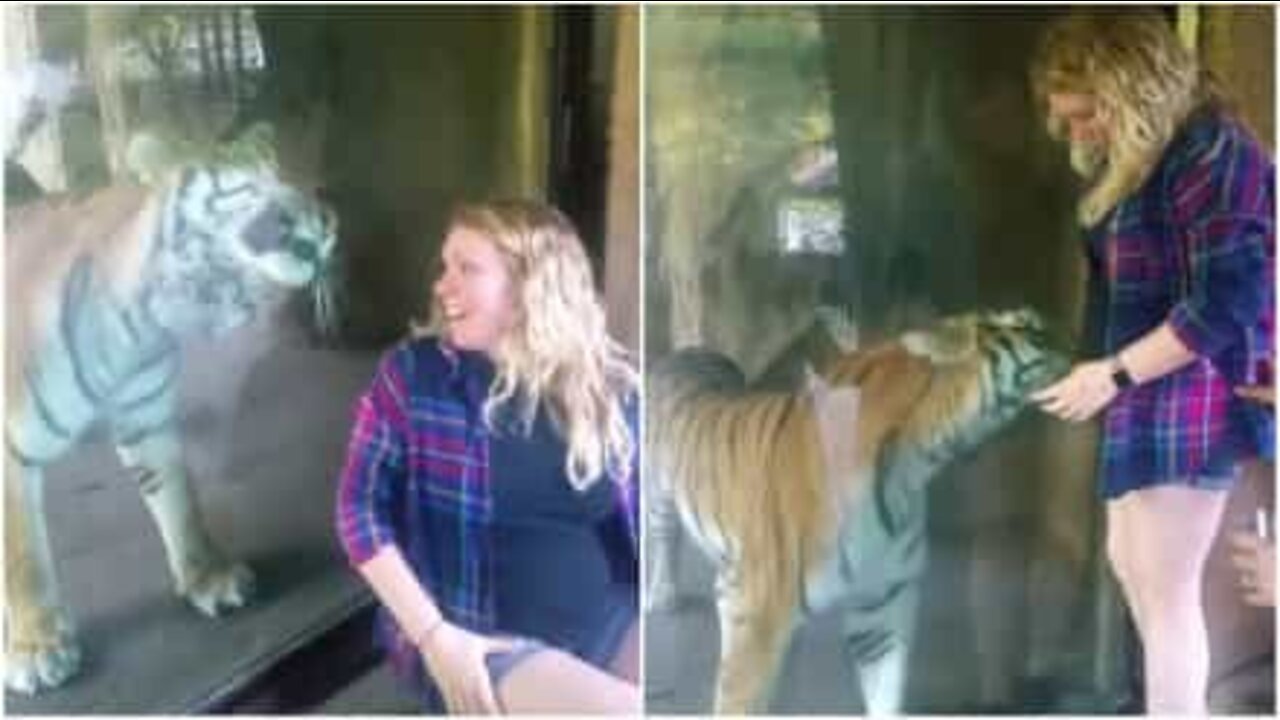 Tigre coccola il pancione di una giovane mamma