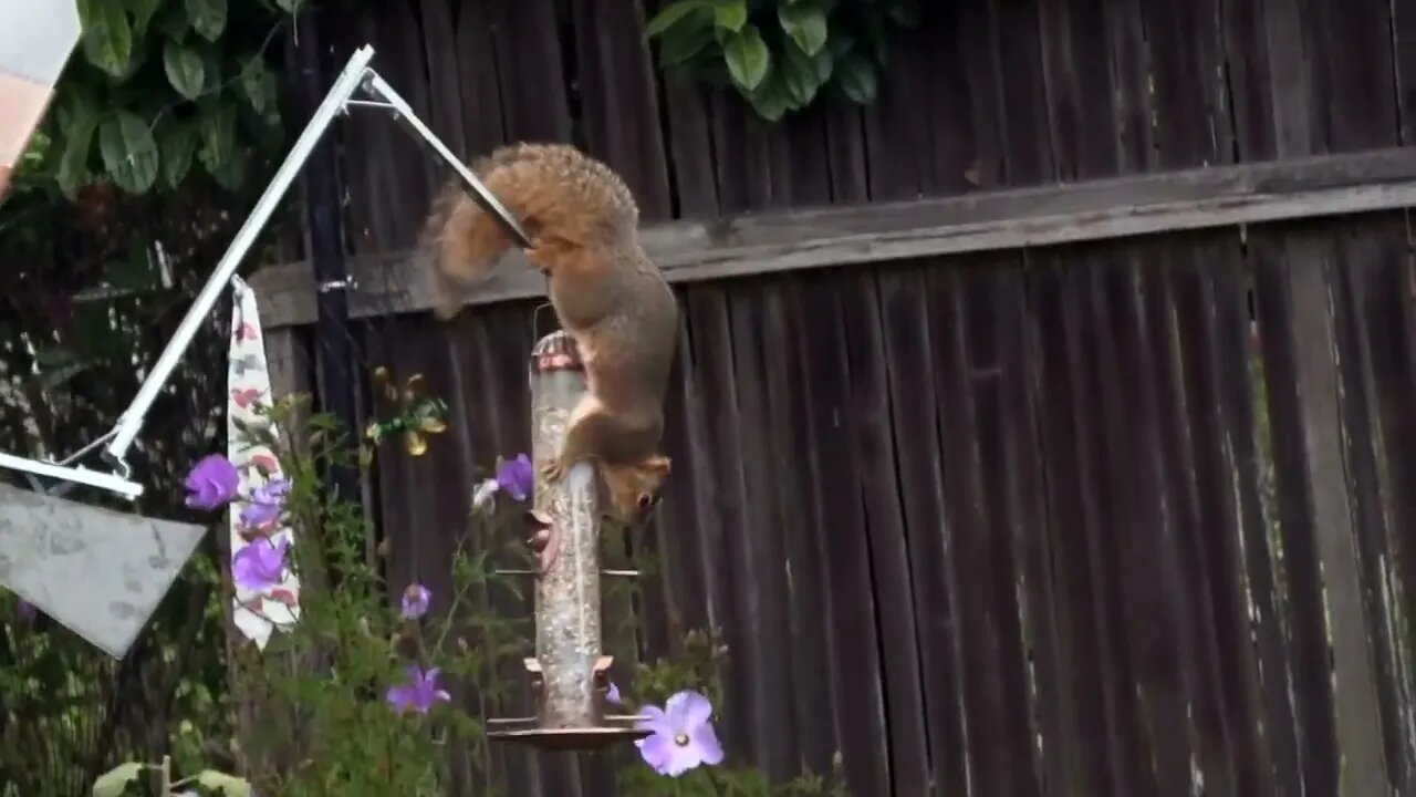 The Squirrel, the Physicist and the Bird Feeder