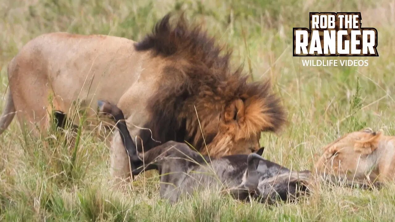 Oldest Lion In The Mara Gets A Meal | Maasai Mara Safari | Zebra Plains