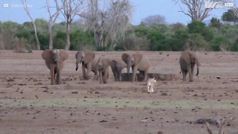 Elefantes perseguem leoa em parque no Quénia