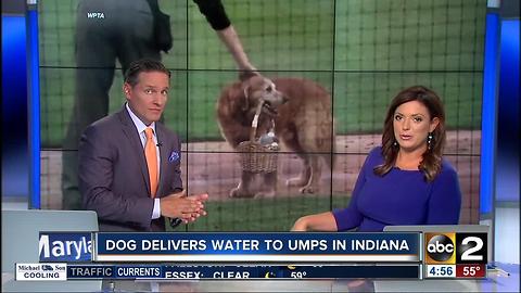 Dog delivers water to umpires in Indiana