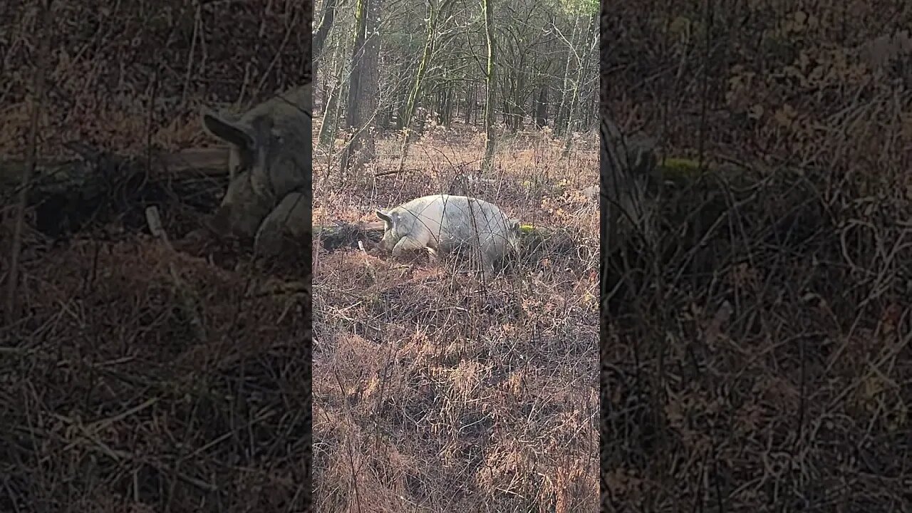 Pigs coming out of the brush @UncleTimsFarm #kärnəvór