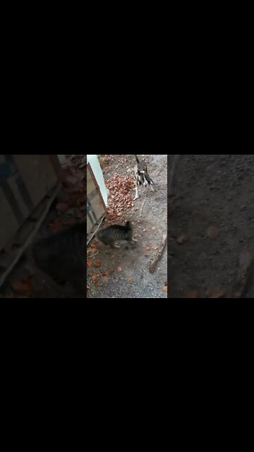 dog vs cat, Bullterrier was attacked by the cat in forest