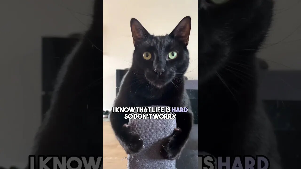 Send this to a friend❤️😁 #cat #blackcat #kitten #relatable #relationship #leonthecatdad #positivity