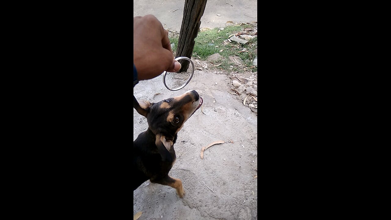 My dog playing,,,,