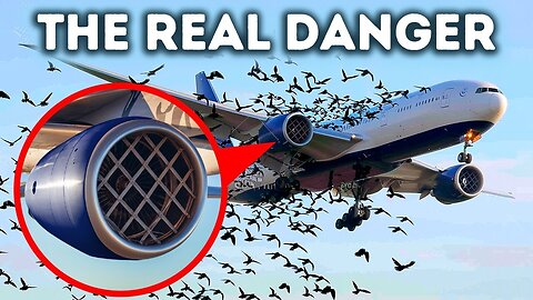 Unveiling the Mystery: Why Planes Don't Have Bird Barriers Explained