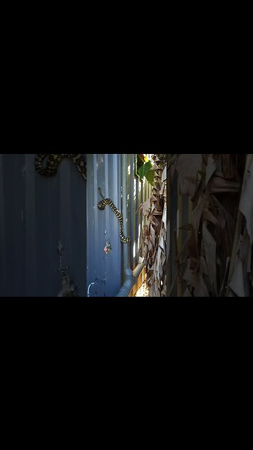 Python trying to go up the side of the house