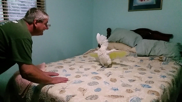 Cockatoo Thinks He's A Chicken, Makes Clucking Sounds
