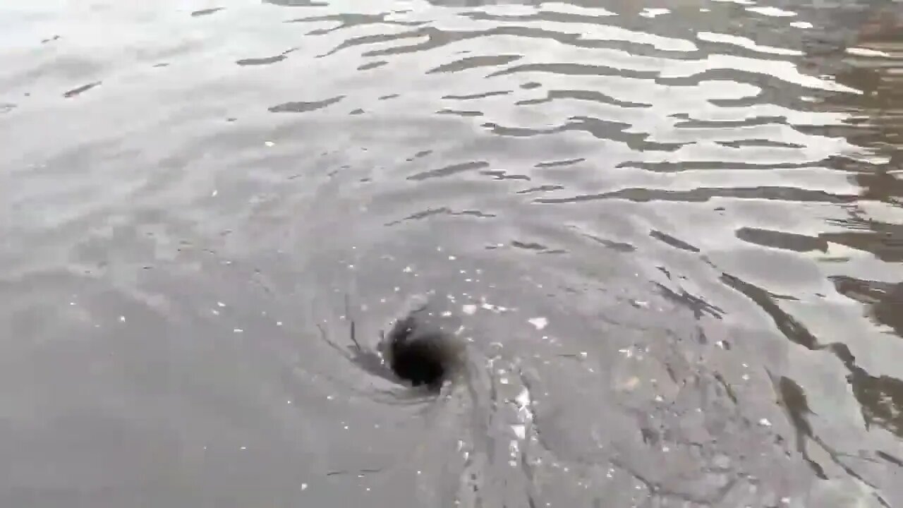 Unclogging storm drain. Multiple whirlpools. In the spirit of-1