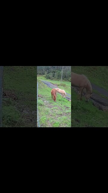 The secret lives of horses