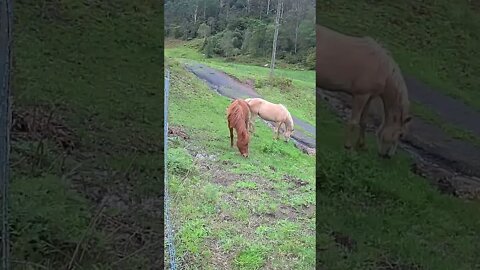 The secret lives of horses