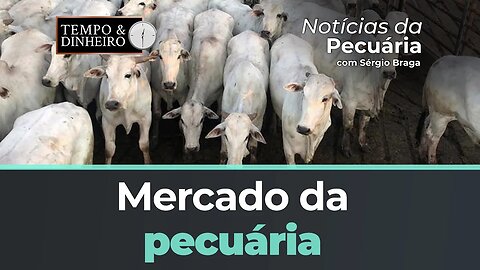 Confira o mercado da pecuária