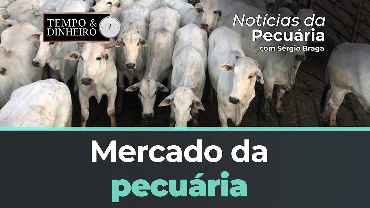 Confira o mercado da pecuária