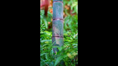 bamboo art