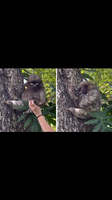 Mother sloth overjoyed to reunite with missing baby