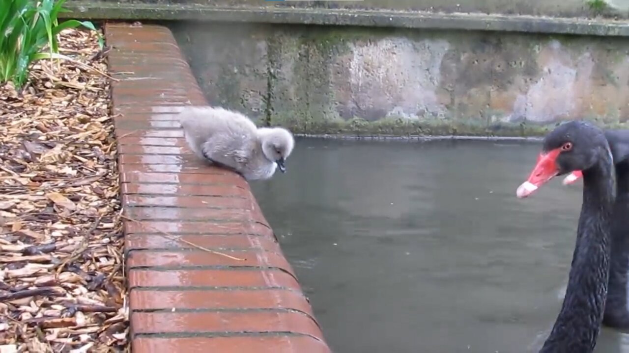 Black Swan Cygnets Jump Into The Pond