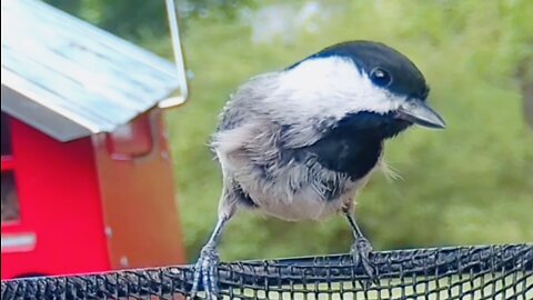 Happy Backyard Chickadee