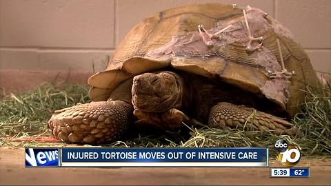 'Humpty' the tortoise out of ICU