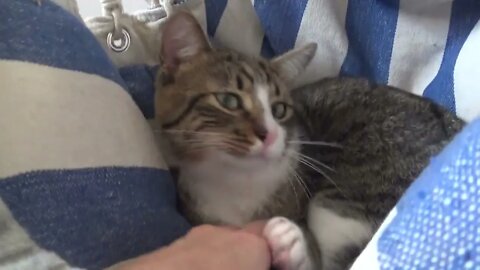 Kitten Is Cold