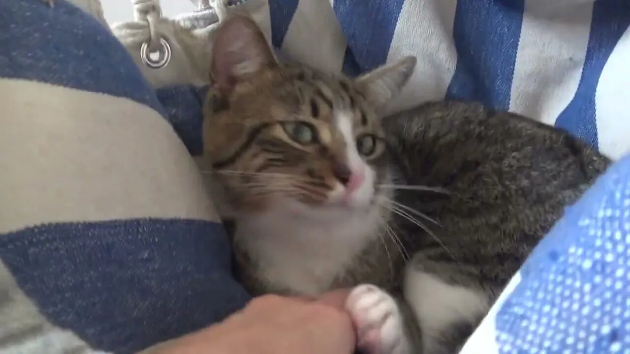 Kitten Is Cold