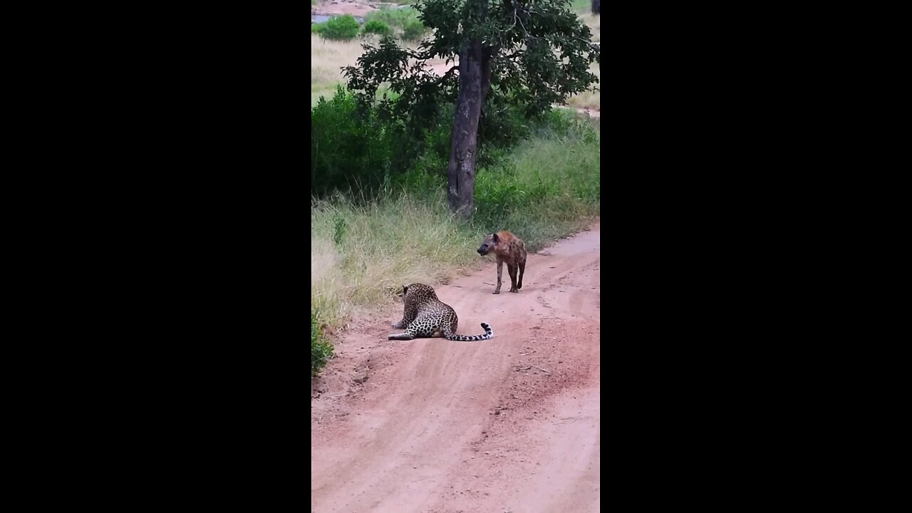 wild tiger 🐅 and hyena fight