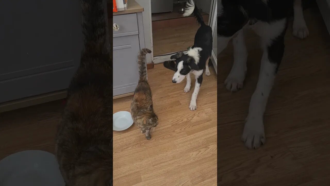 Mylo trying to make friends with Mollie