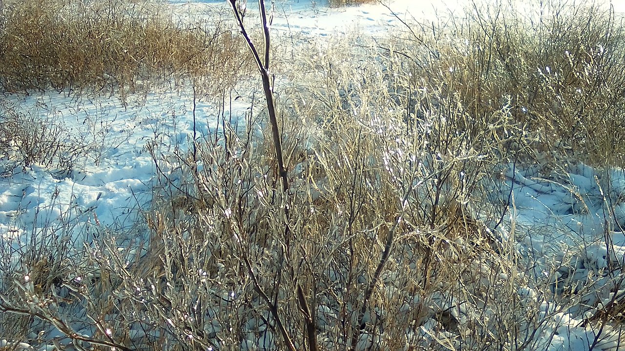 Plants covered with ice overnight