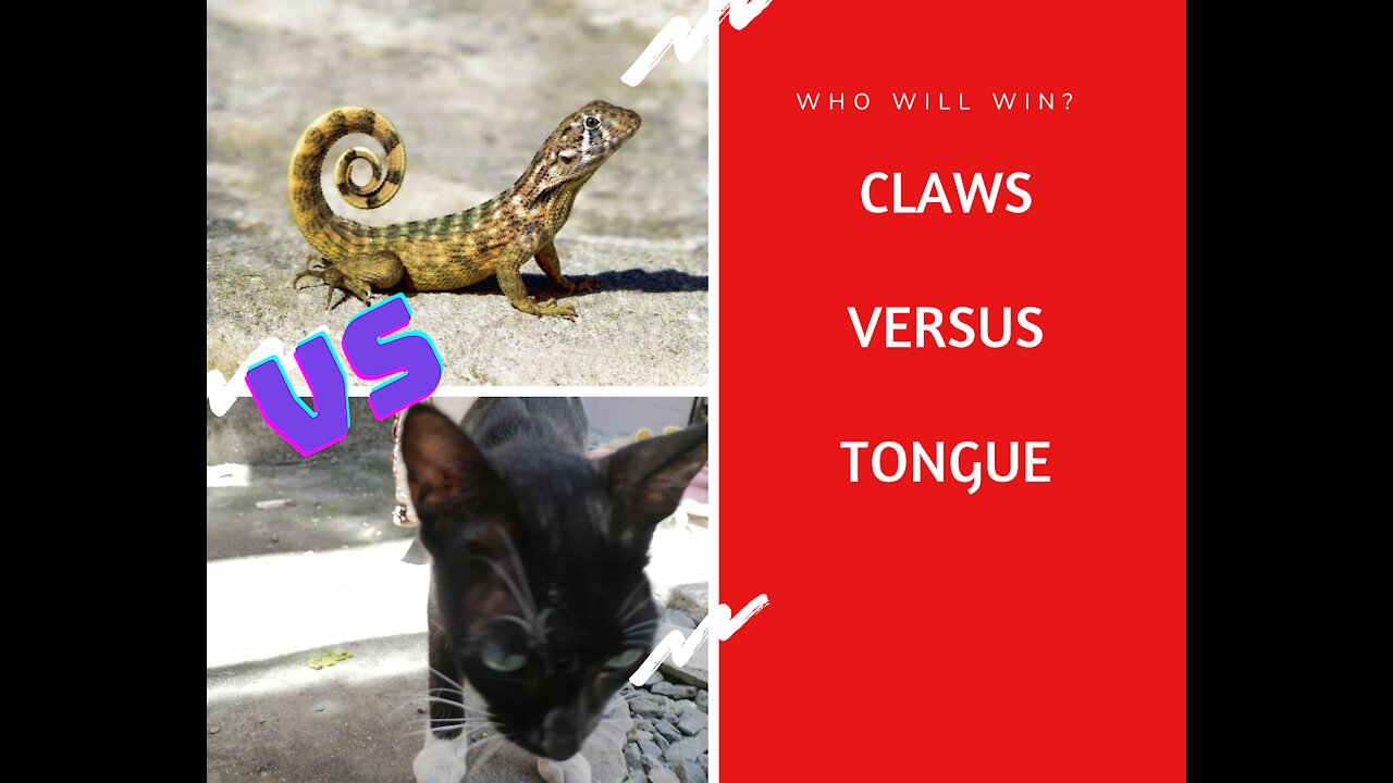 PUSSY VS LIZARD