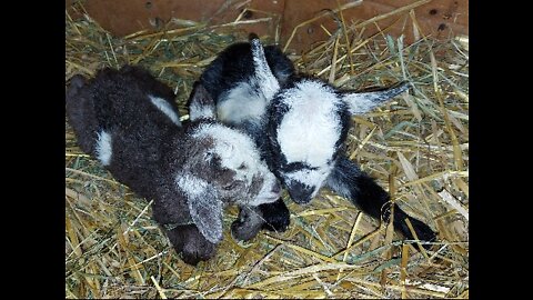 Nigerian Dwarf a little after they were born