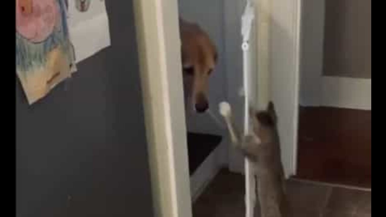 Ce chaton ouvre la porte à son ami le chien!