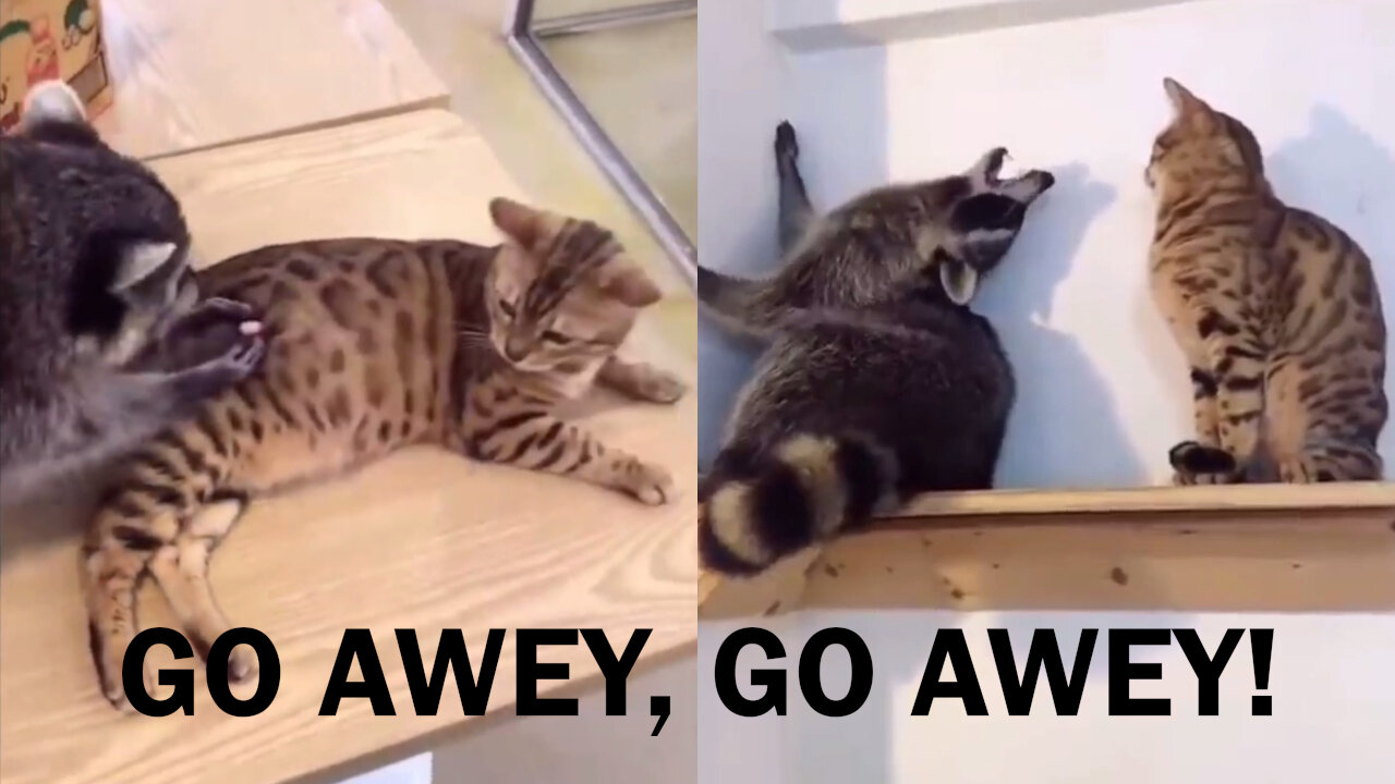 Go away, go away.