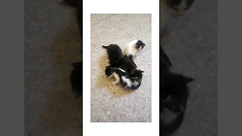 cute kittens , The first steps !!!!!